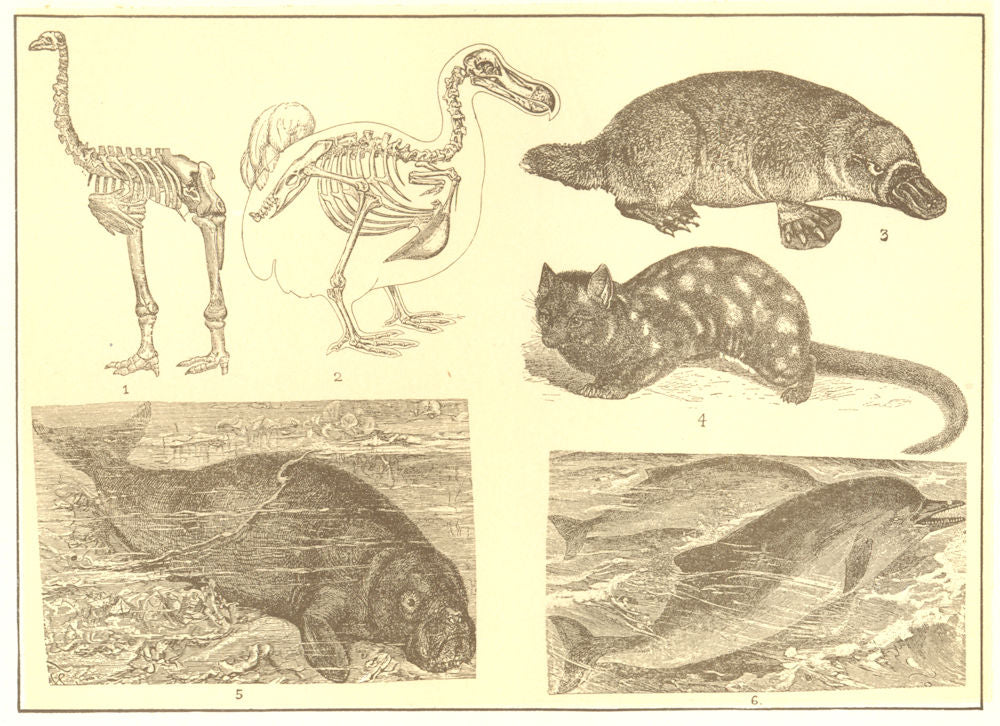 ANIMALS. Elephant-foot Dinornis Dodo Duck bill paradoxure Manatee Dolphin 1907